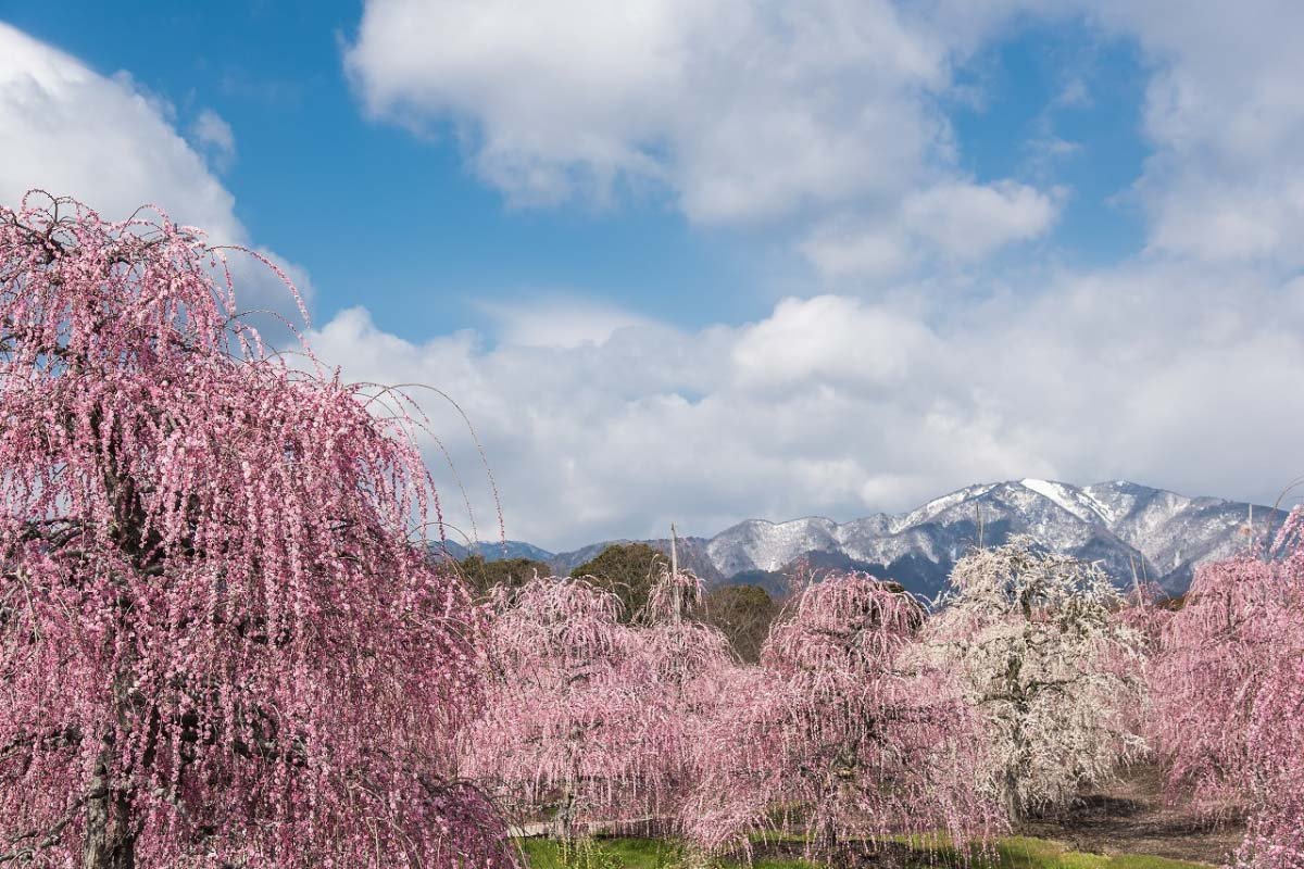 🌸 스즈카 숲 정원(스즈카노모리테이엔) 이미지 6